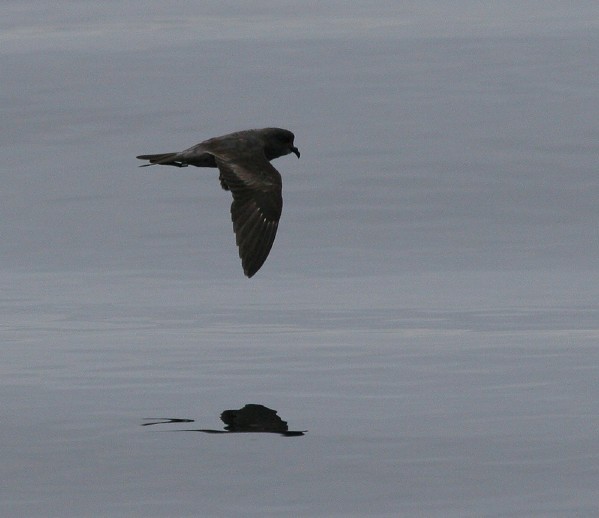 Ashy Storm-Petrel